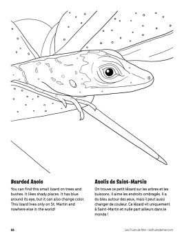 AAM-Bearded-Anole