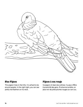 AAM-Blue-Pigeon