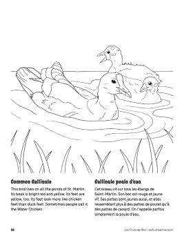 AAM-Common-Gallinule
