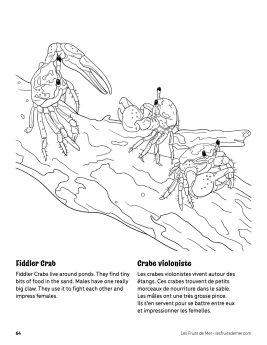 AAM-Fiddler-Crab