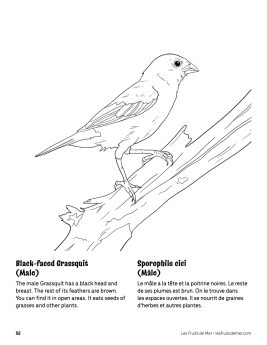 AAM-Grassquit-Male