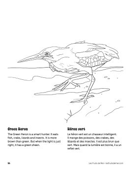 AAM-Green-Heron