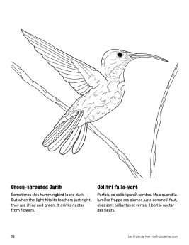 AAM-Green-throated-Carib