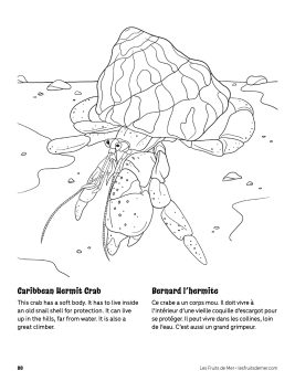 AAM-Hermit-Crab