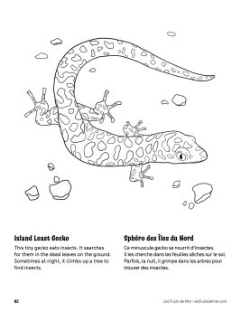 AAM-Island-Least-Gecko