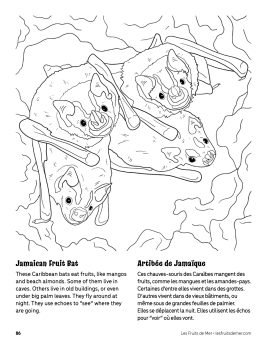 AAM-Jamaican-Fruit-Bat