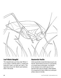 AAM-Leaf-Mimic-Katydid