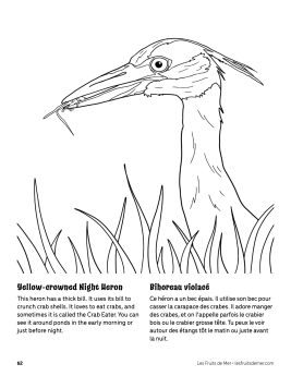 AAM-Night-Heron
