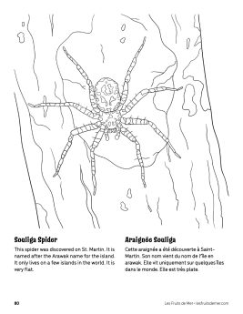 AAM-Souliga-Spider