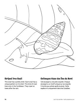 AAM-Striped-Tree-Snail
