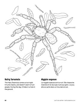 AAM-Tarantula