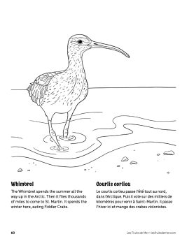 AAM-Whimbrel