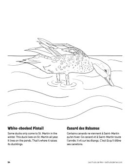 AAM-White-cheeked-Pintail
