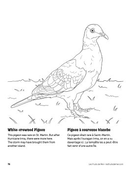 AAM-White-crowned-Pigeon