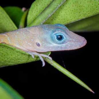 Anolis pogus 8211