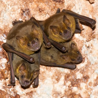 Artibeus jamaicensis 3794