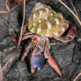 Coenobita clypeatus 7931