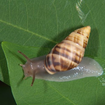 Drymaeus elongatus 0394