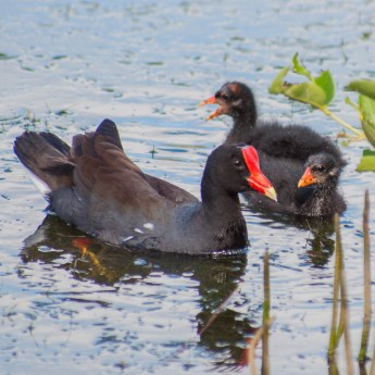 Gallinula galeata 2747