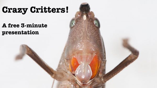 MdGC-Crazy-Critters-2015-03-03.001