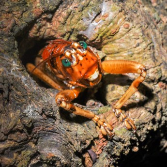 Nesonotus tricornis 7441
