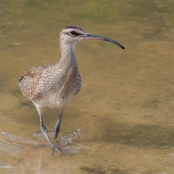 Numenius hudsonicus 0482