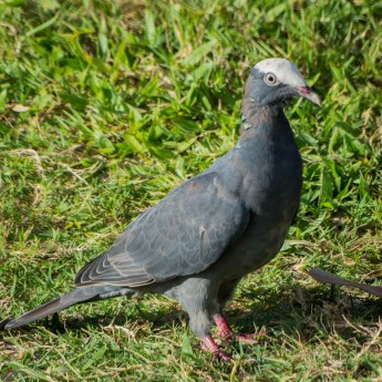 Patagioenas leucocephala 9792