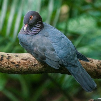 Patagioenas squamosa 0086