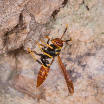 Polistes crinitus 7428