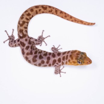 Sphaerodactylus sputator 2693