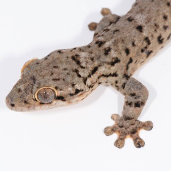Thecadactylus oskrobapreinorum 3266