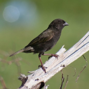 Tiaris bicolor MALE 9842